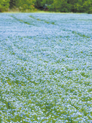Льняное поле в цвету впр 8 класс. Поле льна. Цветущее поле льна. Цветение льна. Сельскохозяйственная культура с голубыми цветочками.